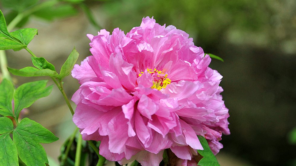 DSC_1237_副本.jpg
