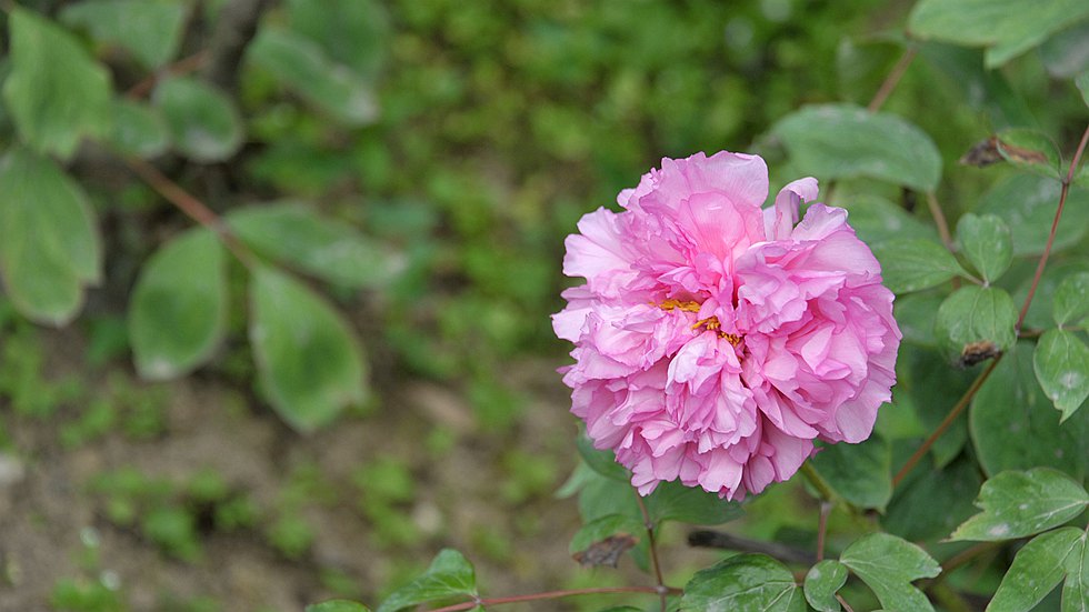 DSC_1243_副本.jpg