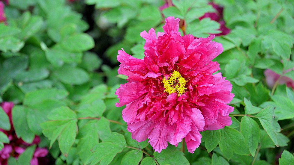 DSC_1252_副本.jpg