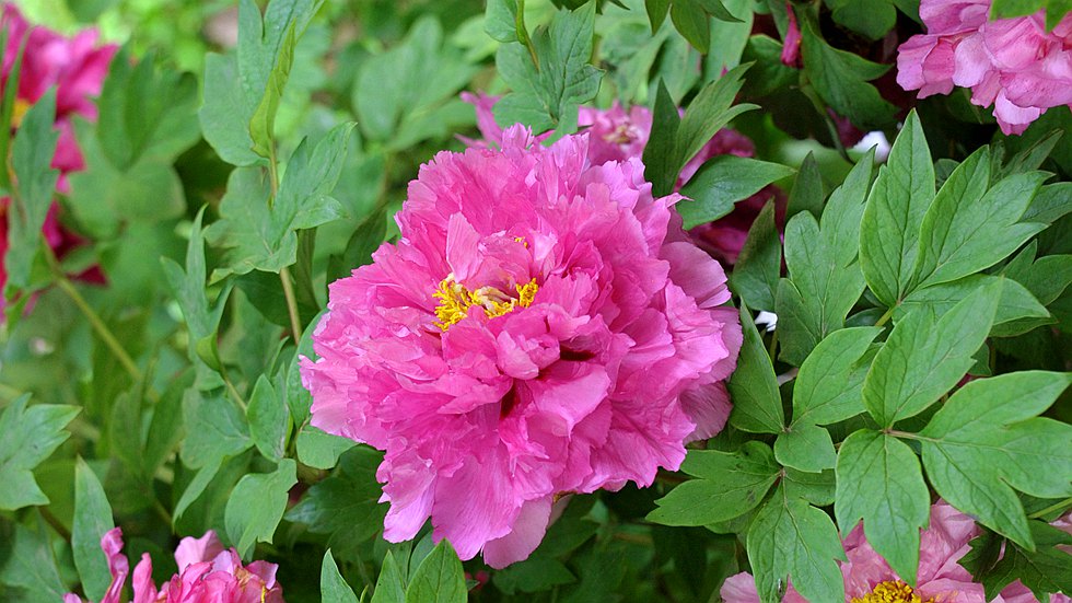 DSC_0904_副本.jpg