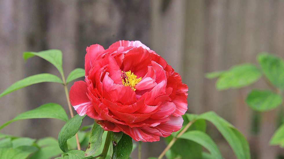 DSC_0931_副本.jpg
