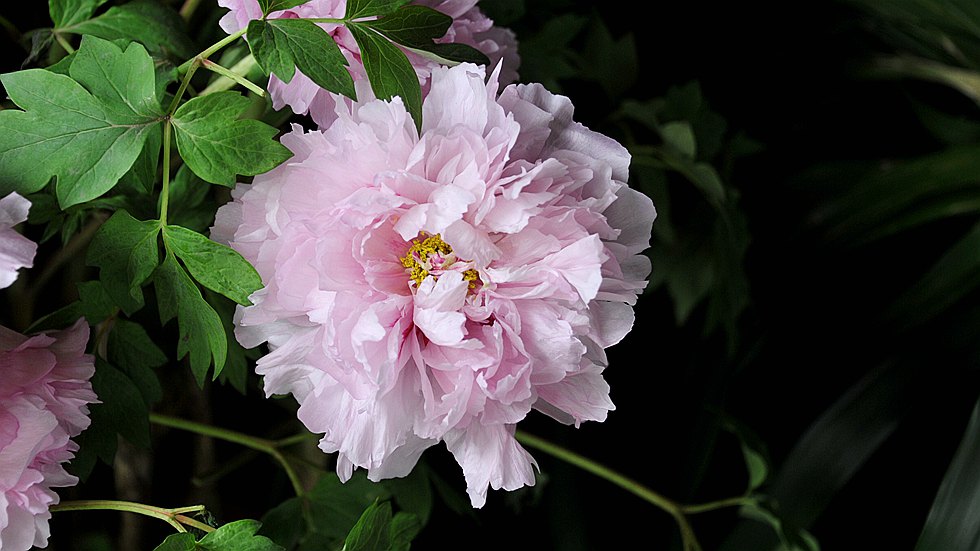 DSC_0979_副本.jpg