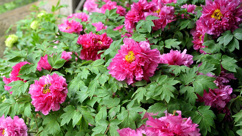 DSC_0984_副本.jpg