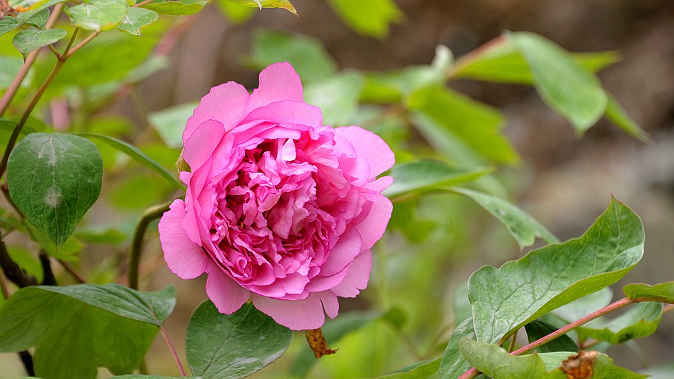 DSC_1025_副本.jpg