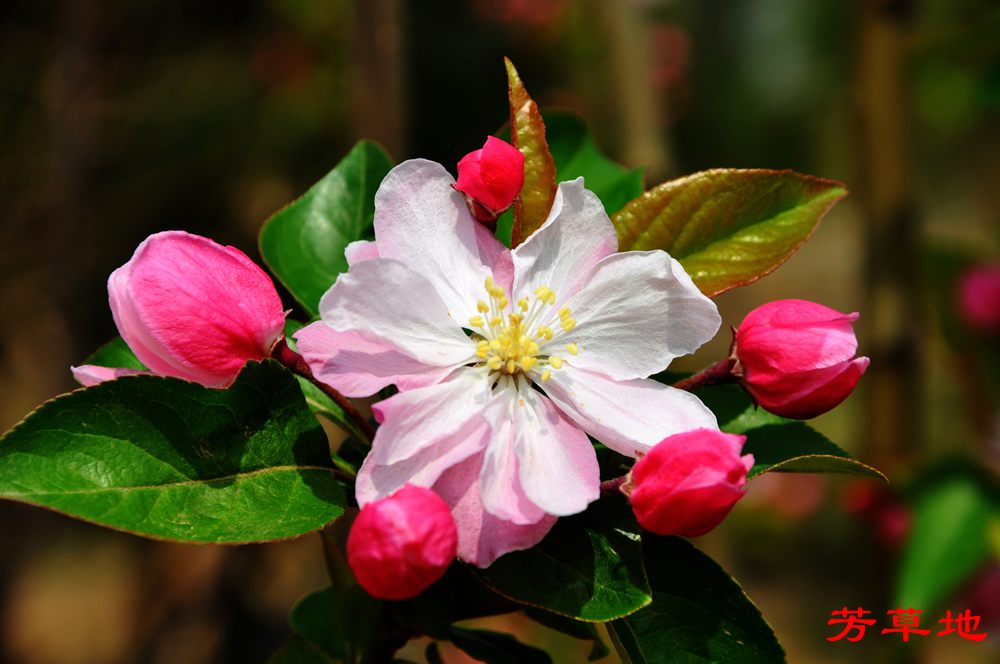 1=DSC_2763.jpg