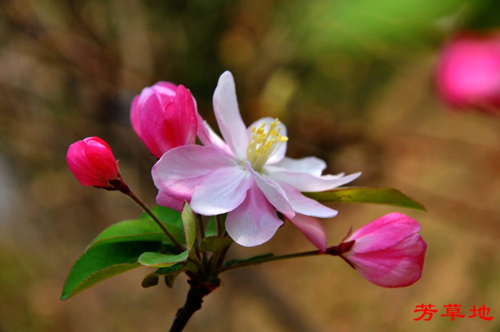 DSC_2736.jpg