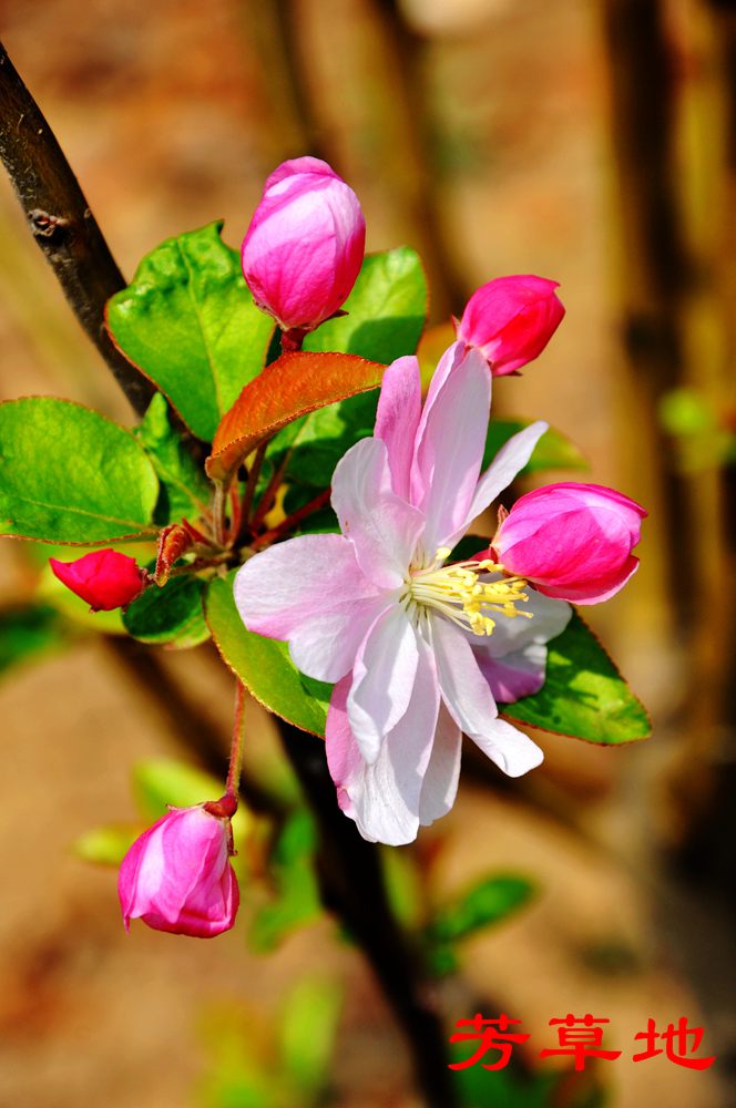 DSC_2737.jpg
