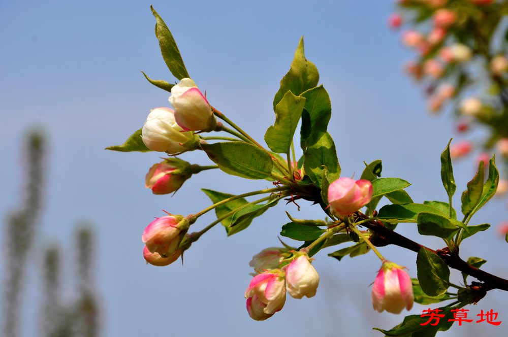 DSC_2742.jpg
