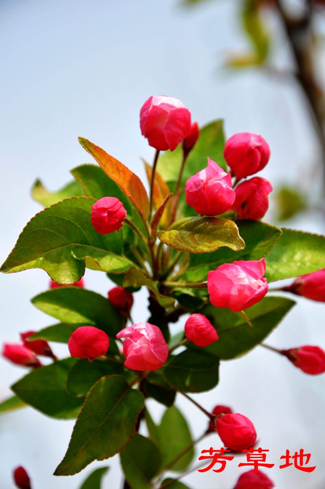 DSC_2767.jpg