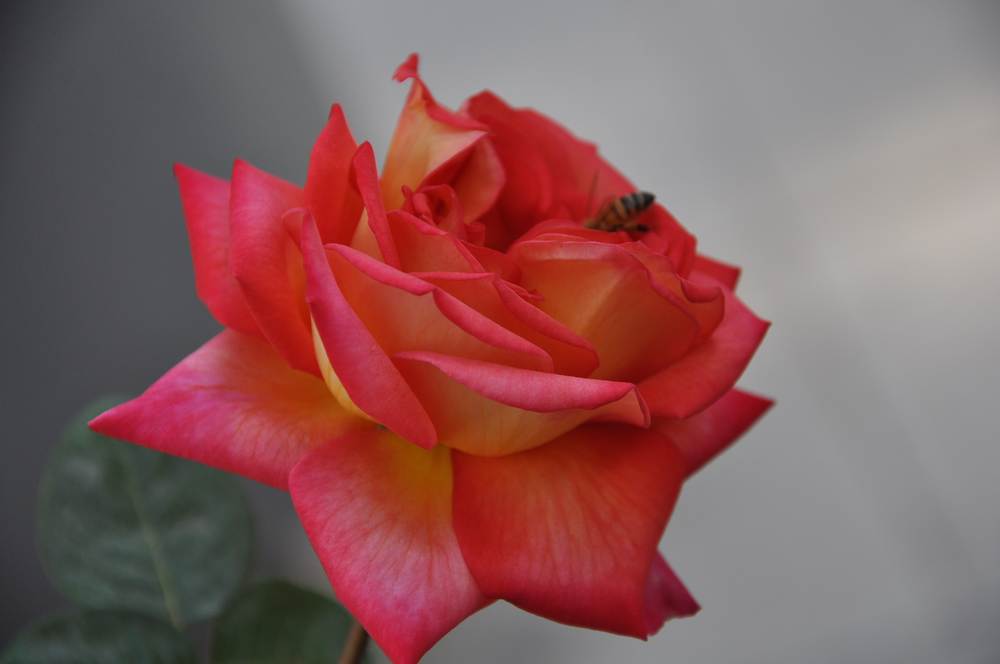 nEO_IMG_DSC_0852.jpg
