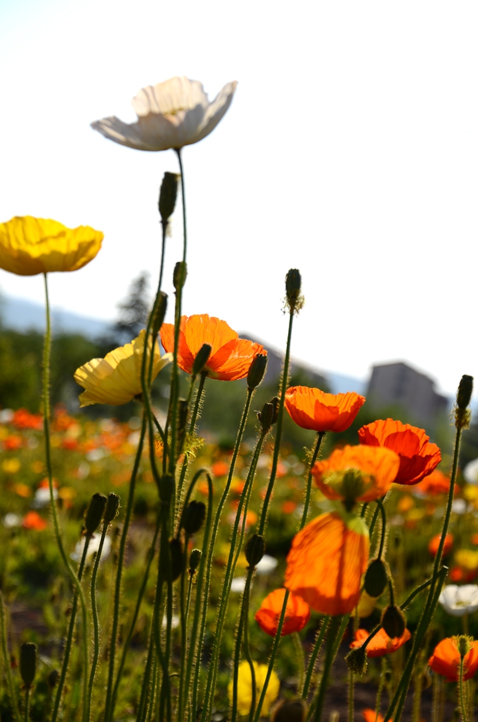 00C_3299.JPG