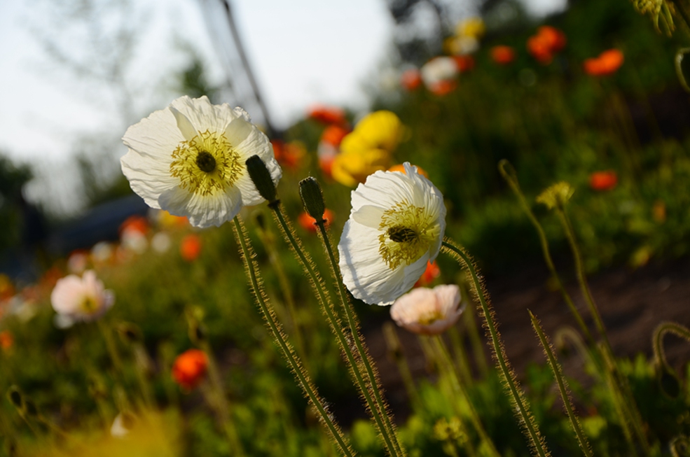 00C_3305.JPG
