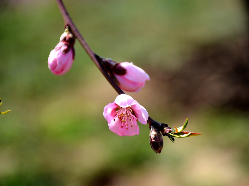 950-桃花DSC_1904_.jpg