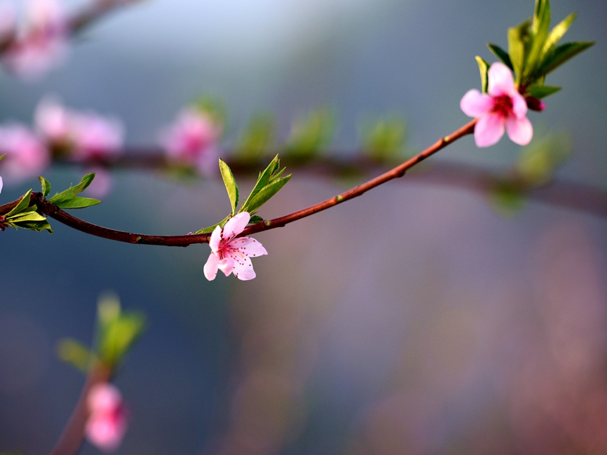 950-桃花DSC_3335_.jpg