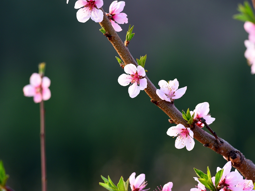 950-桃花DSC_3360_.jpg