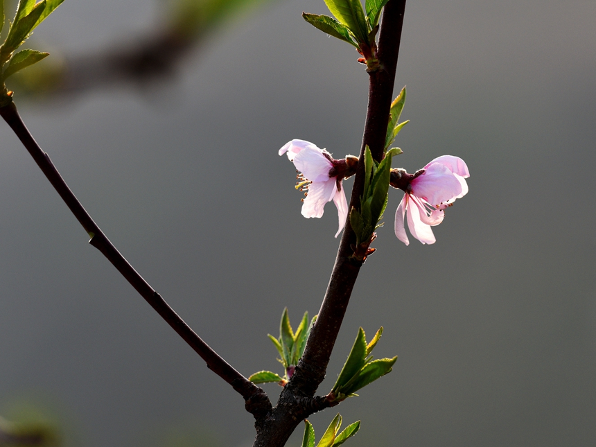 950-桃花DSC_3368_.jpg