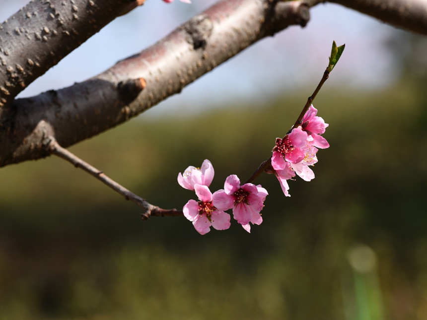 950-桃花DSC_3645_.jpg