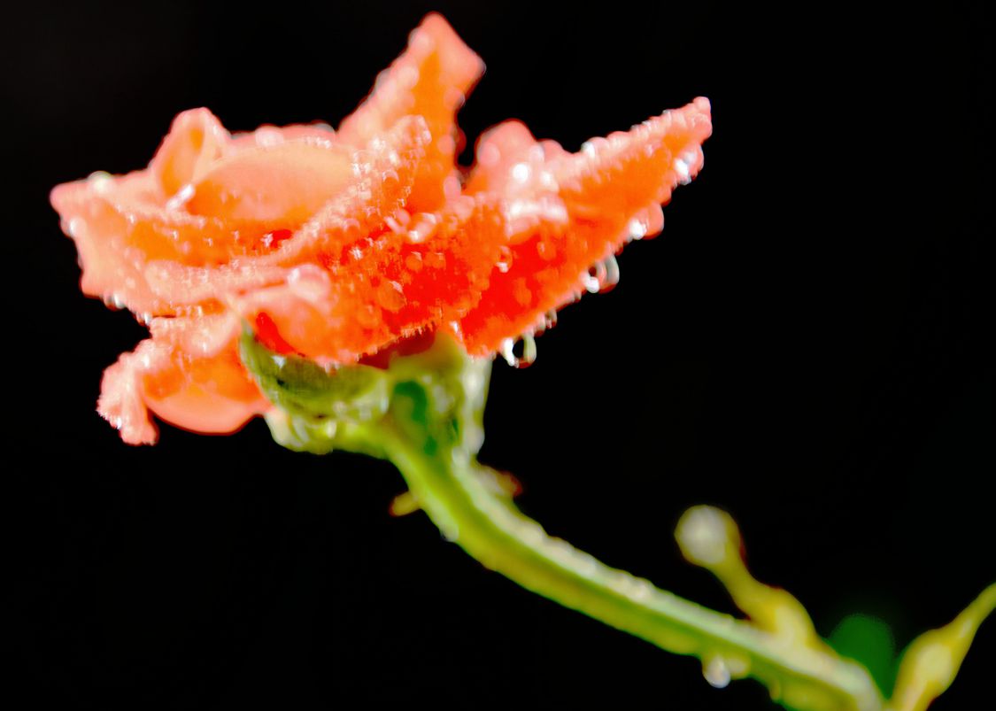 DSC_8221.JPG