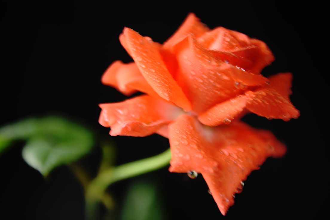 DSC_8239.JPG