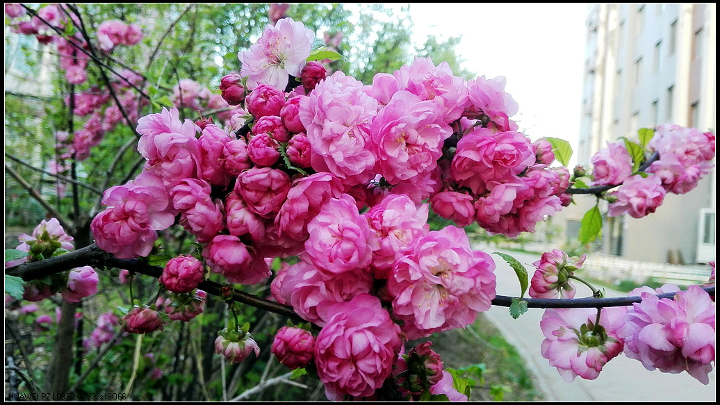 花团锦簇3.jpg