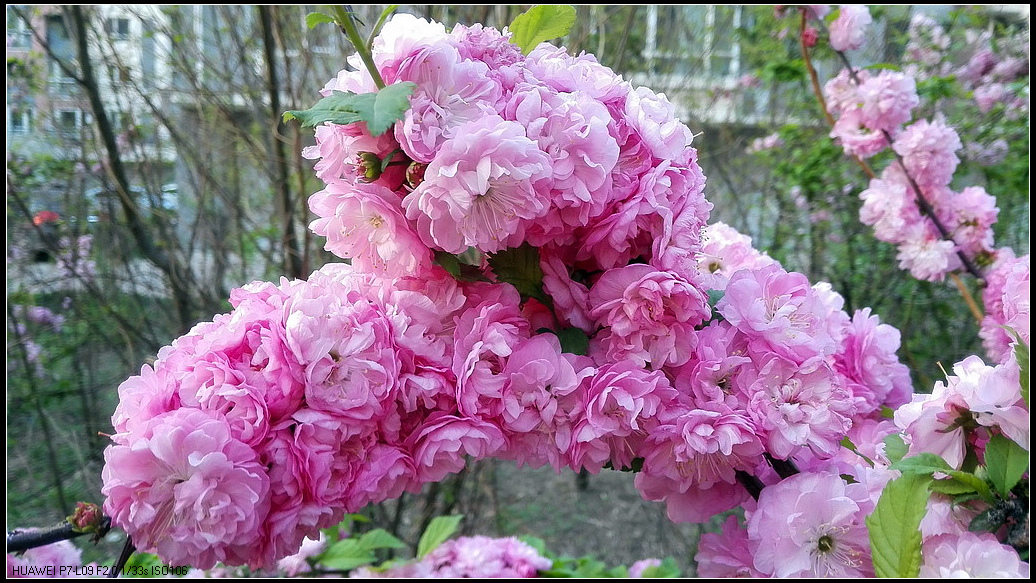 花团锦簇4.jpg