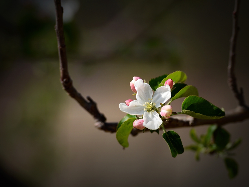 967-苹果花DSC_3076.jpg