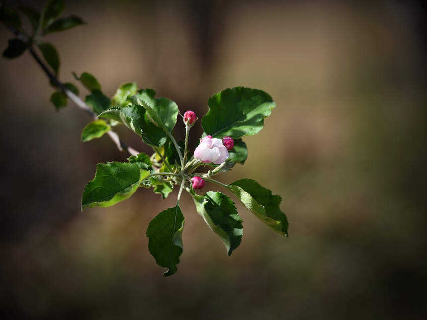 967-苹果花DSC_3688.jpg