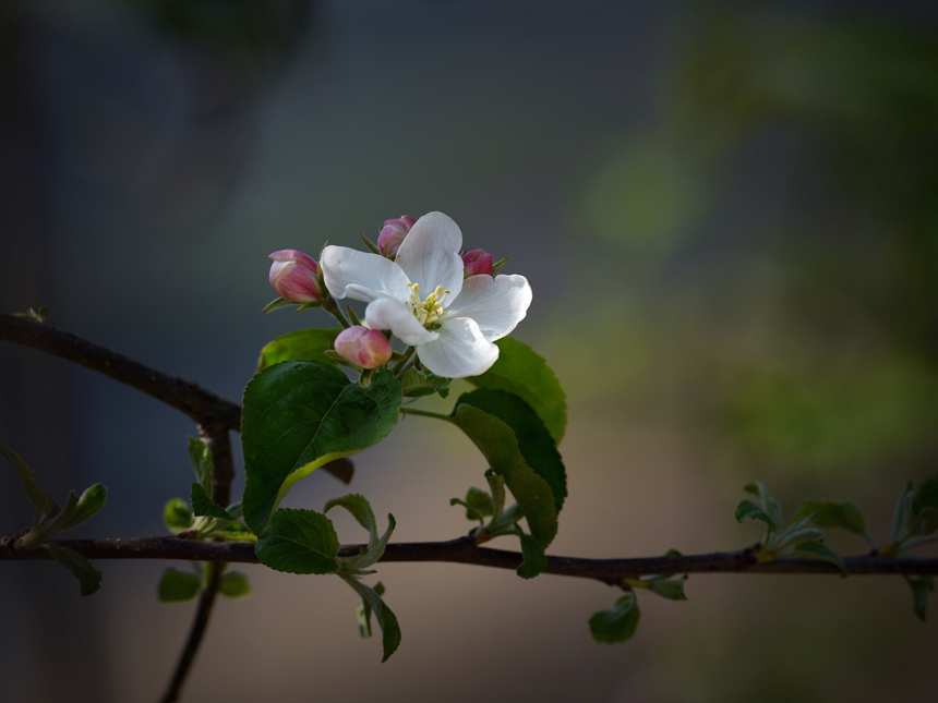 967-苹果花DSC_3077.jpg