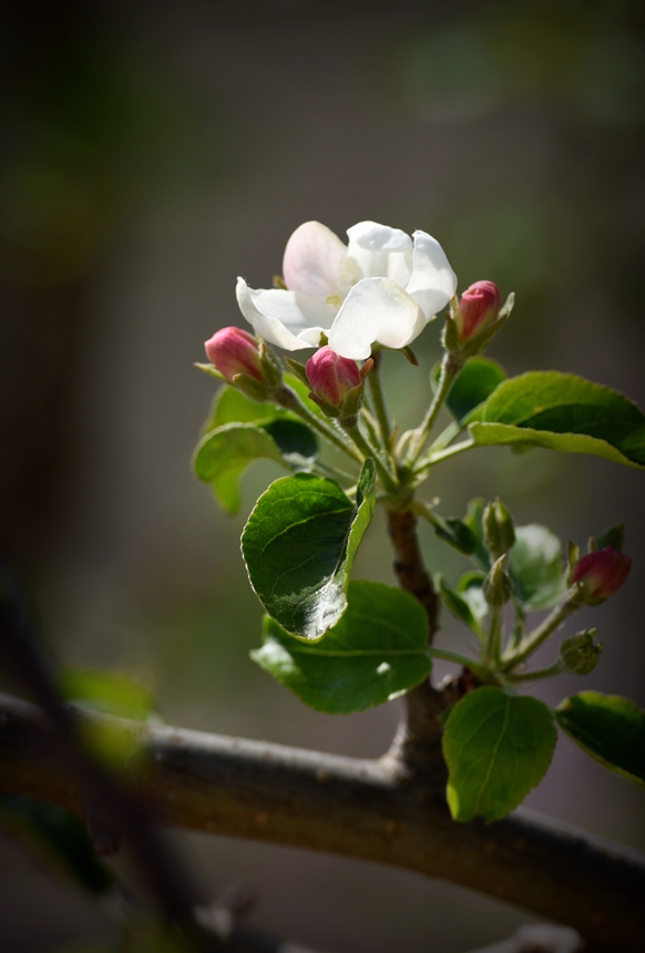 967-苹果花DSC_3079.jpg