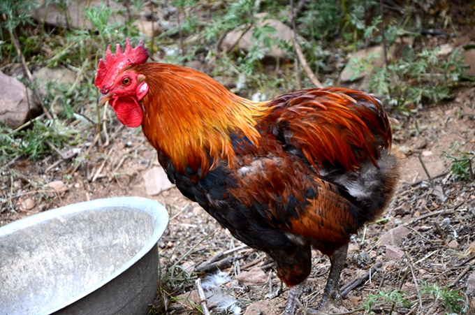 DSC_5619.JPG