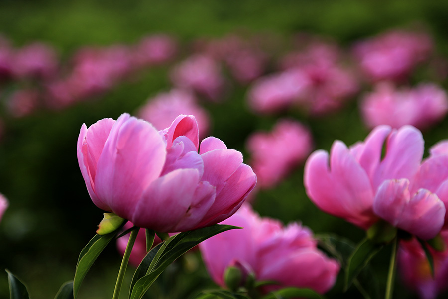 6P3A0422.jpg