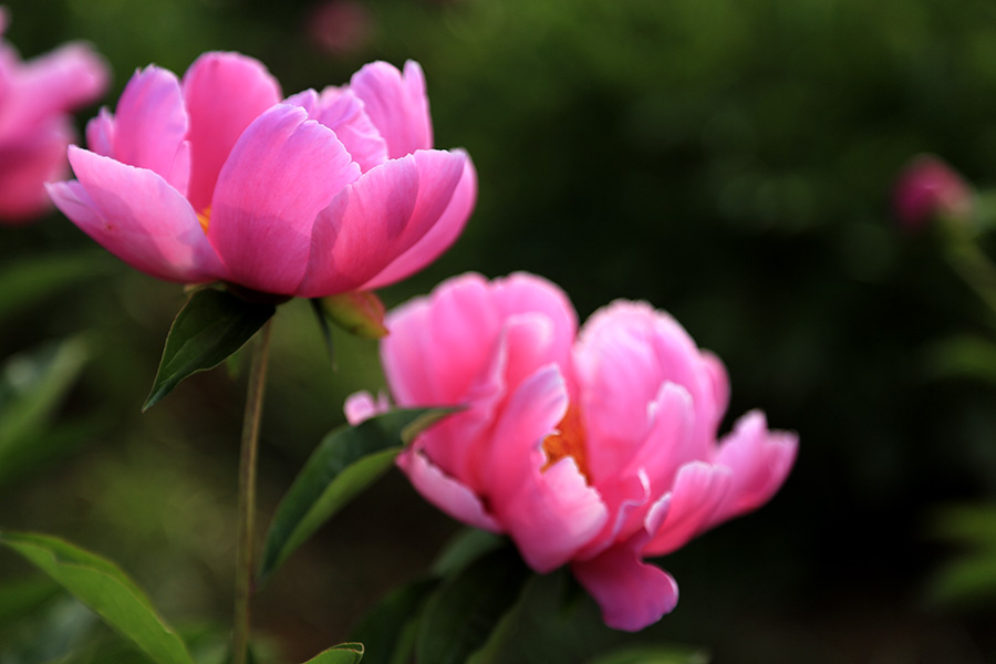 6P3A0426.jpg
