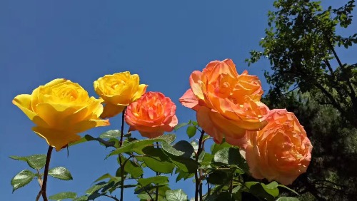 IMG_1766.JPG