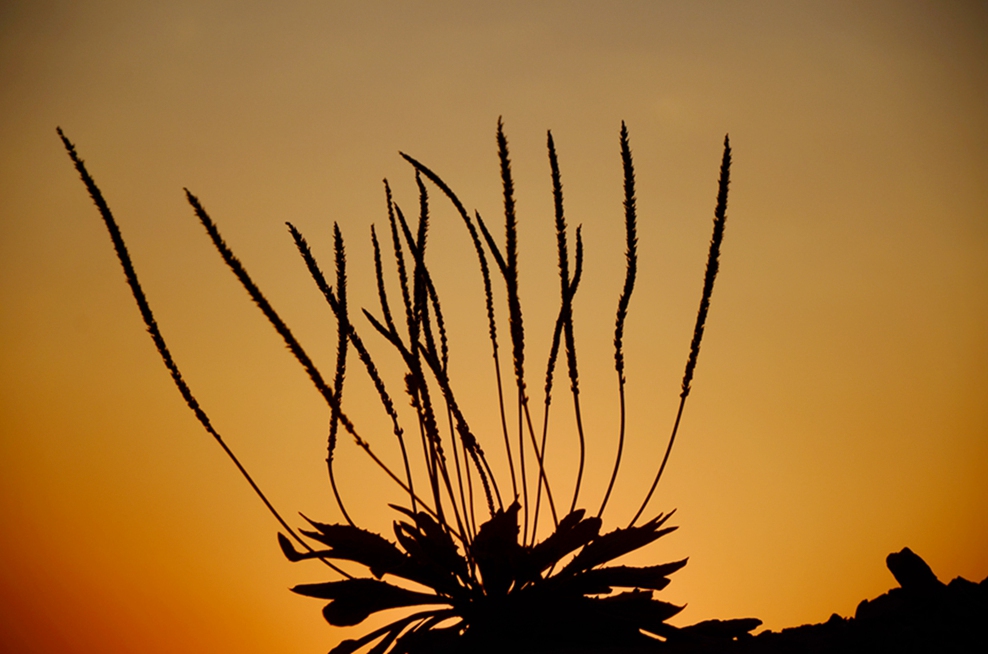 DSC_6048.JPG