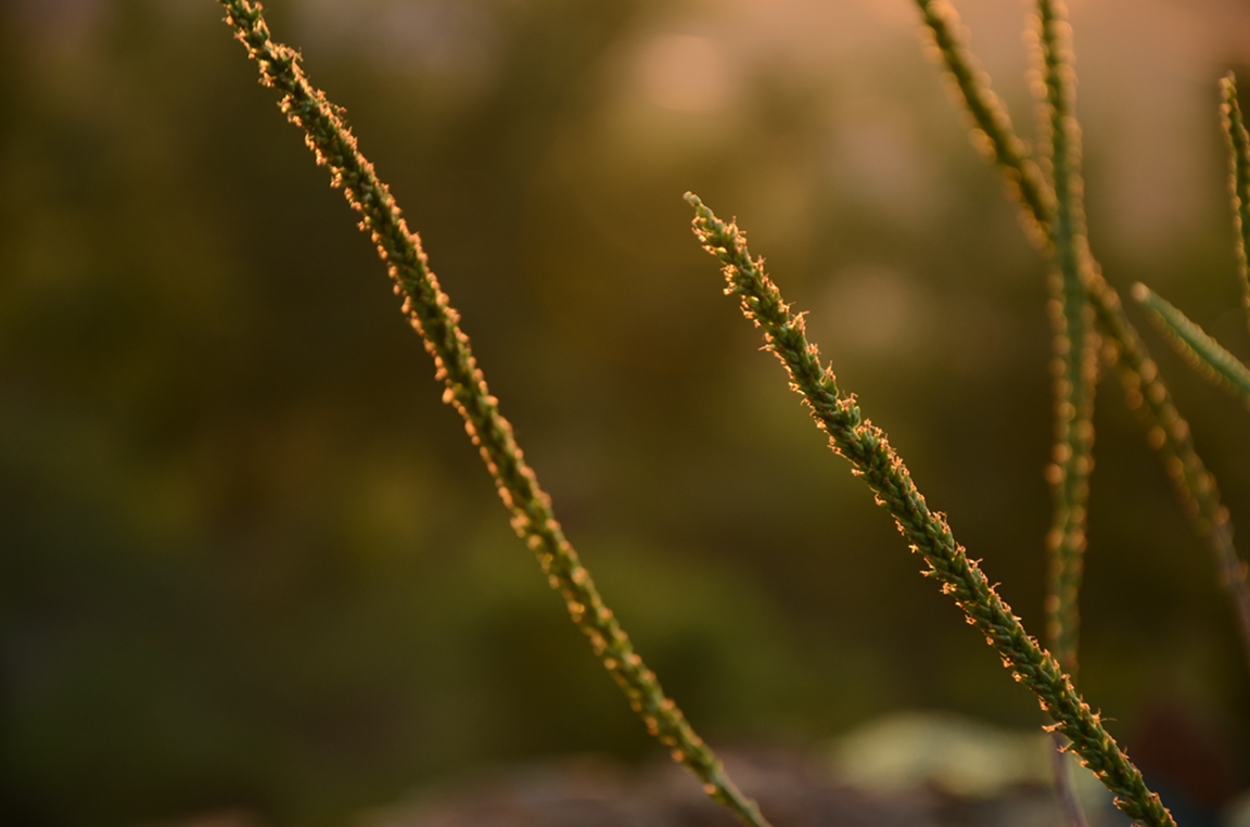 DSC_6063.JPG