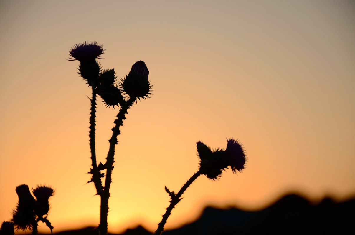 DSC_5979.JPG