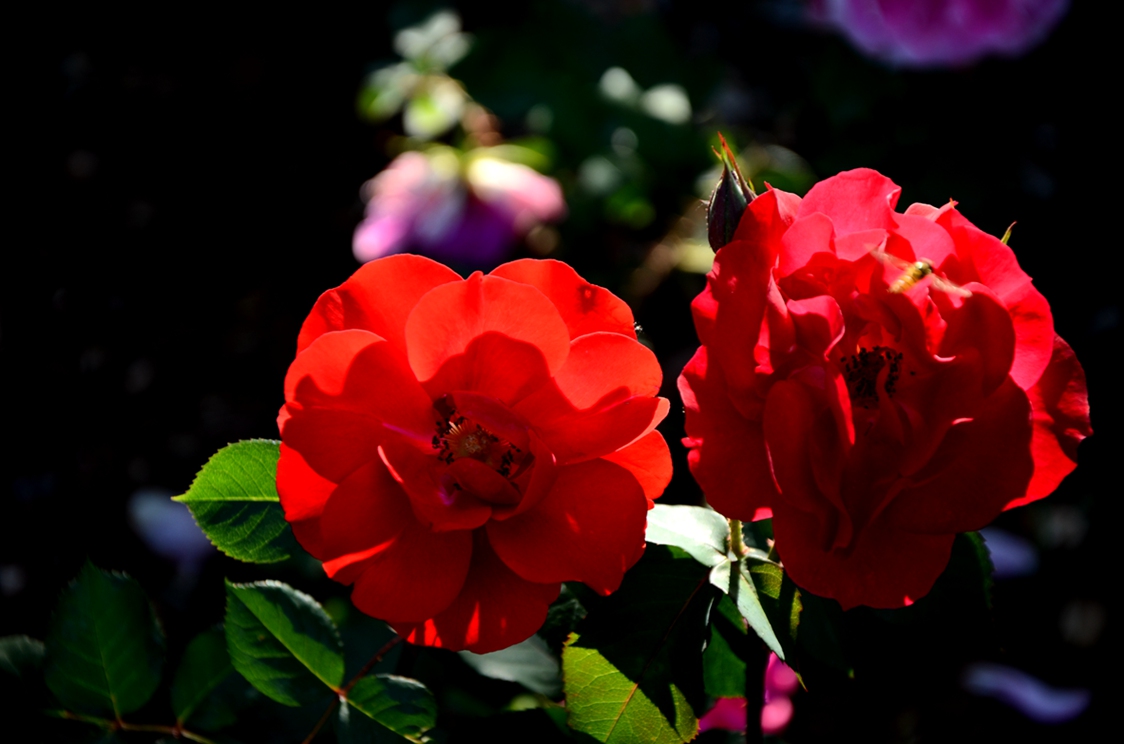 DSC_6533.JPG