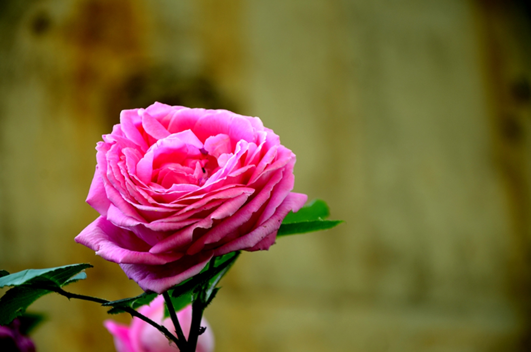 DSC_6580.JPG