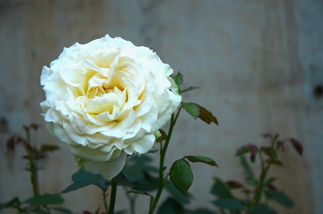 DSC_6598.JPG