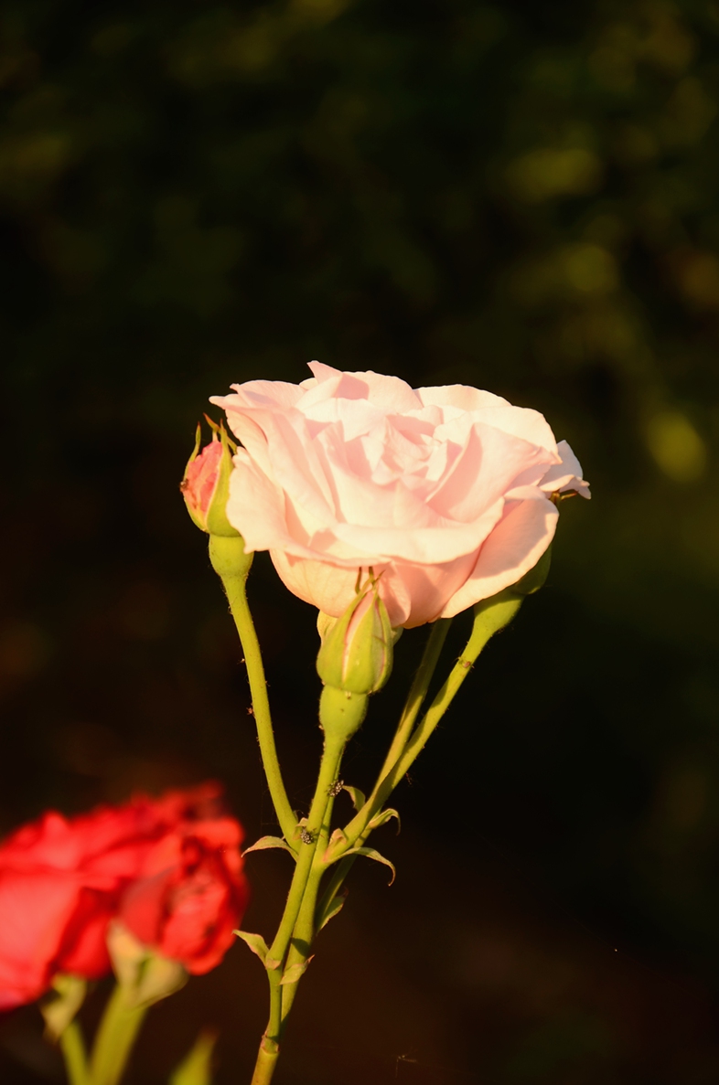 DSC_6657.JPG