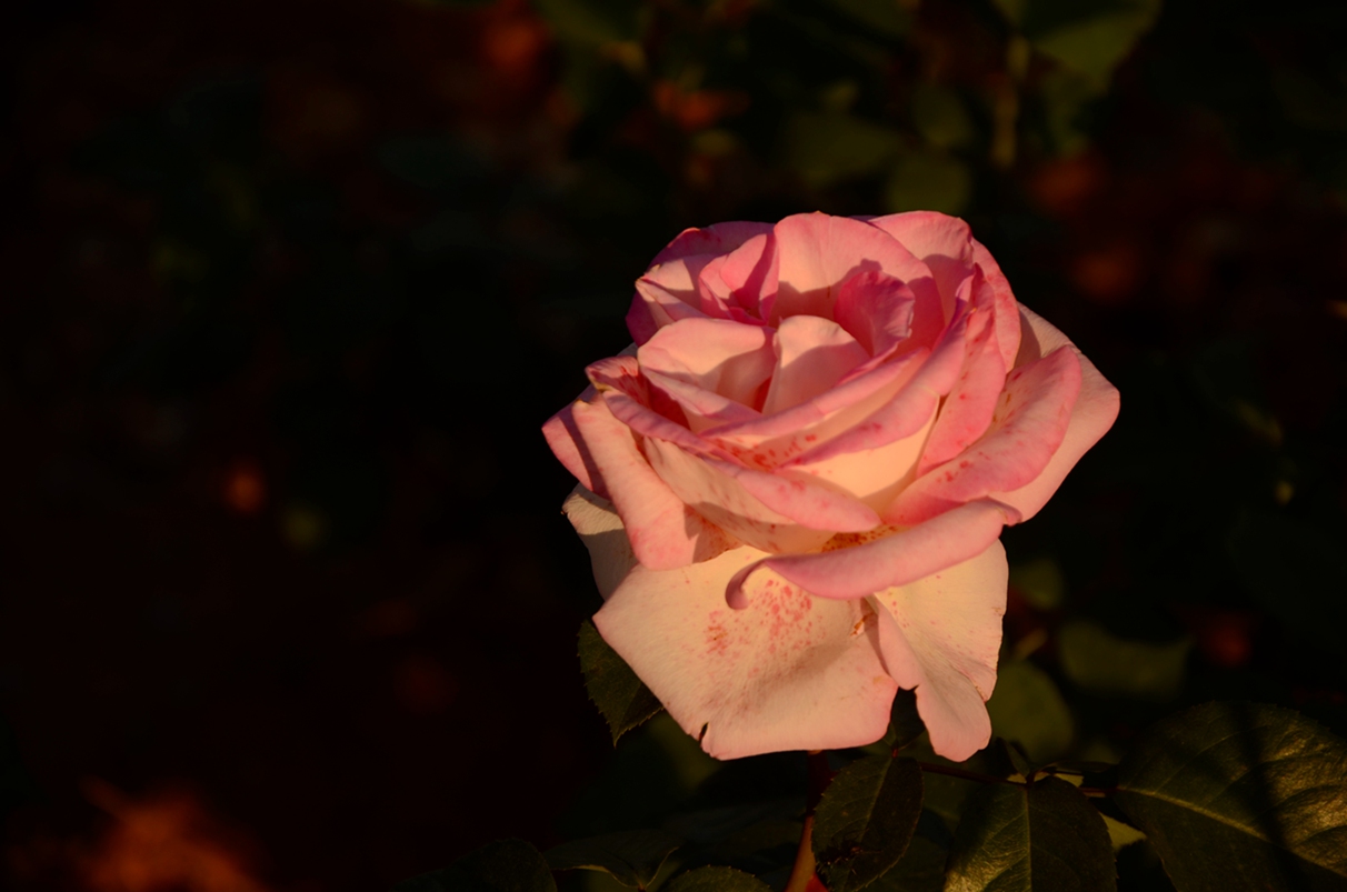 DSC_6661.JPG