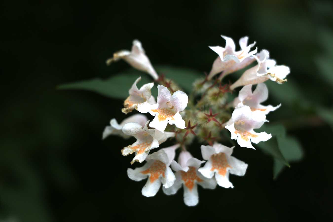 IMG_5900.JPG