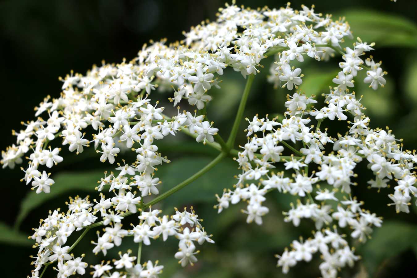 IMG_5922.JPG