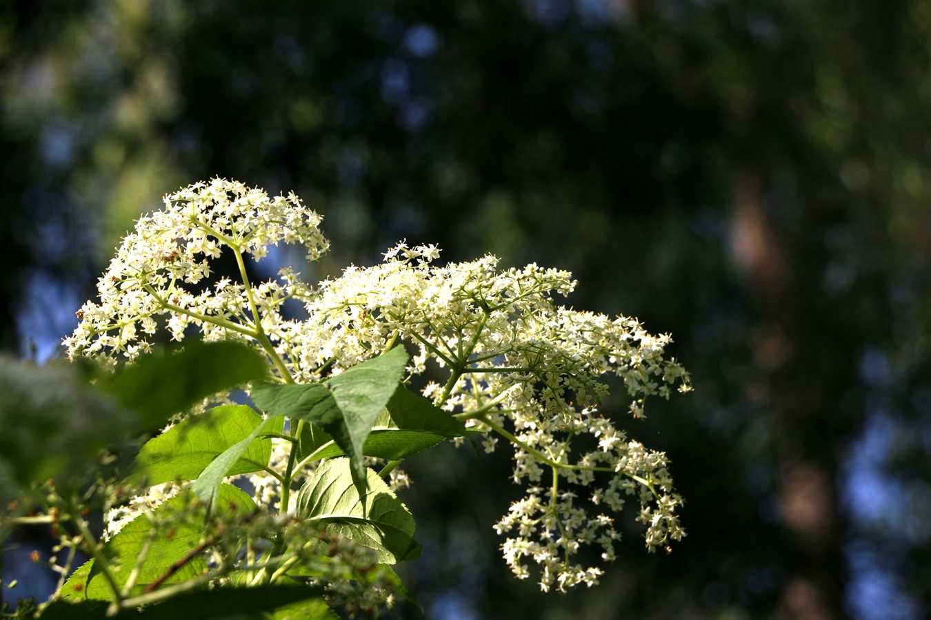 IMG_5932.JPG