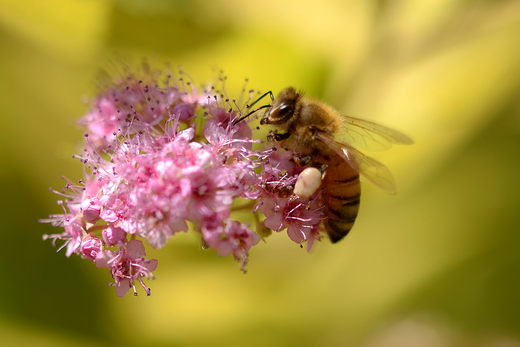 DSC_5660_贪吃的小蜜蜂.jpg