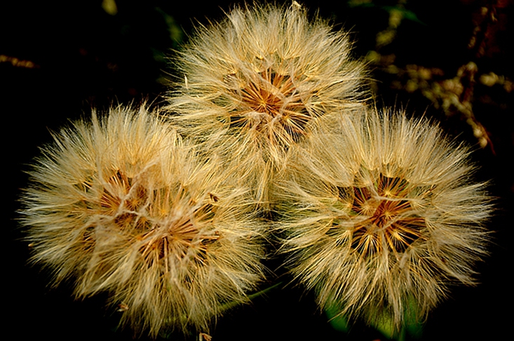DSC_8390.JPG