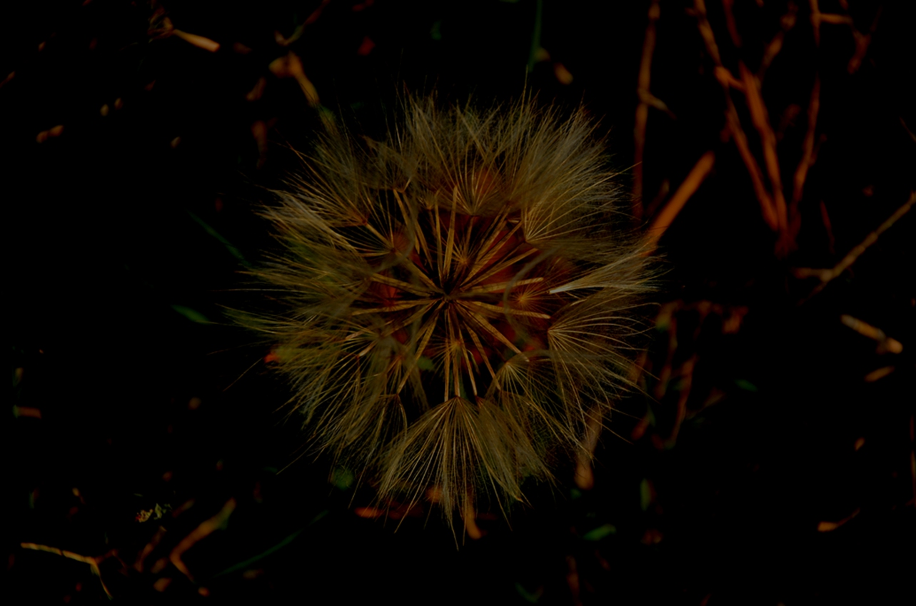 DSC_7725.JPG