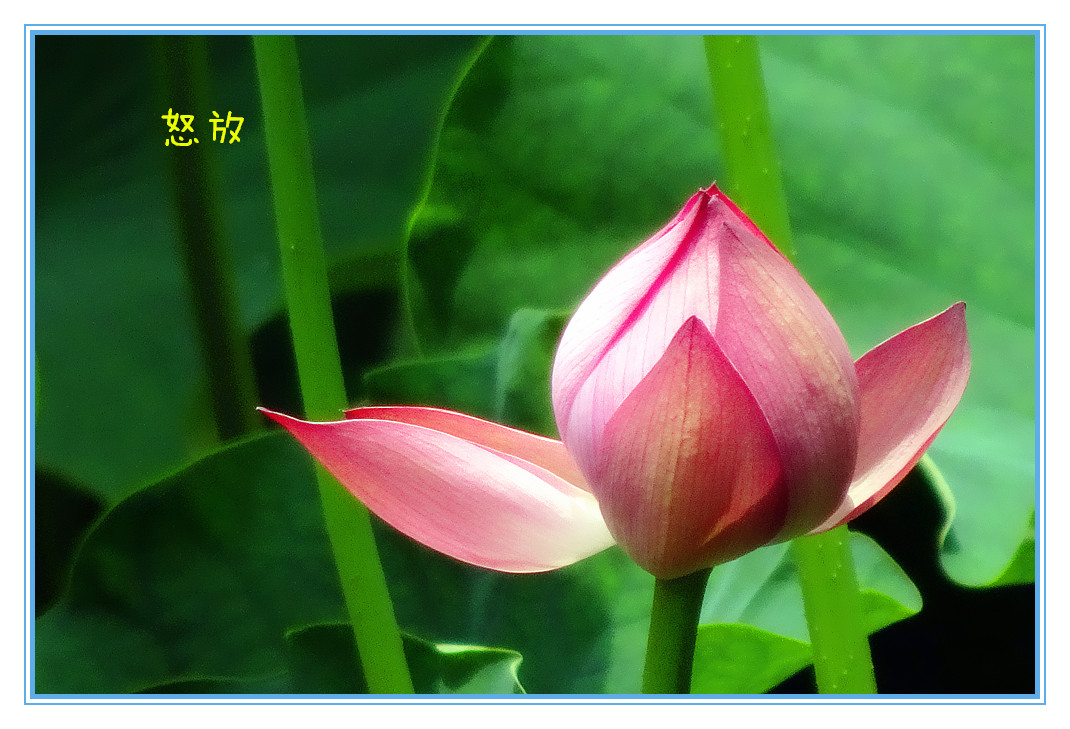 DSC04208_副本.jpg