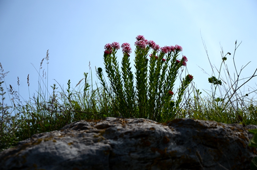 DSC_8717.JPG
