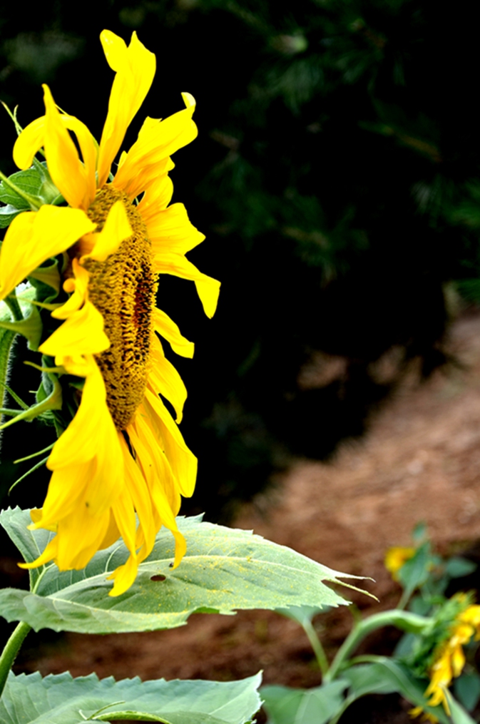 _DSC9153.JPG